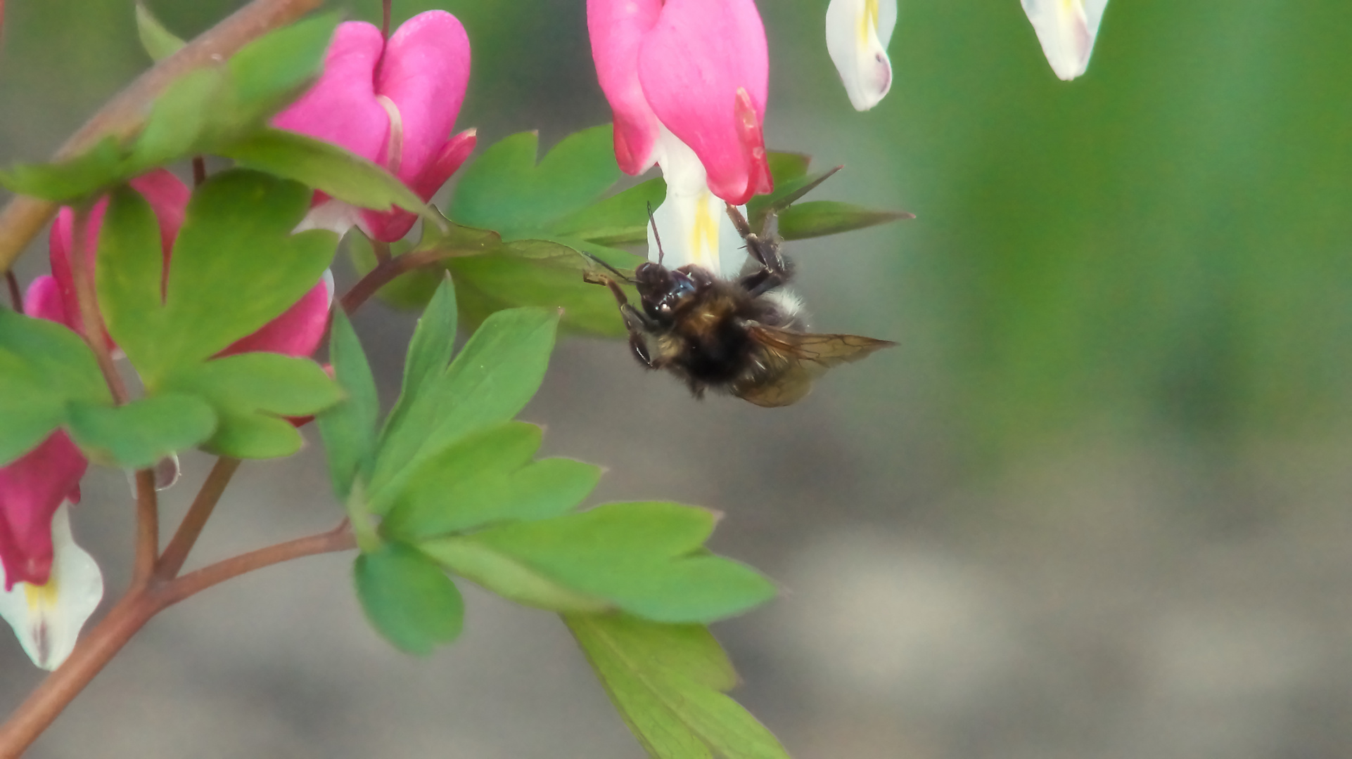 Kleine Hummel an tränenden Herzen