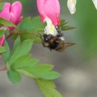 Kleine Hummel an tränenden Herzen