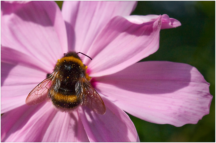 Kleine Hummel auf Cosmea