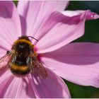 Kleine Hummel auf Cosmea