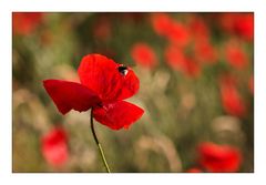 Kleine Hummel auf dem Weg in die Schärfeebene