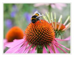 Kleine Hummel auf einem Sonnenhut