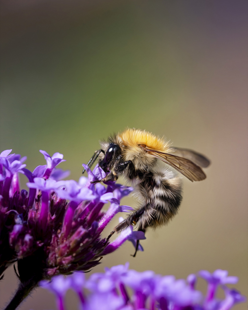 Kleine Hummel auf Eisenkraut