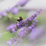 kleine Hummel...