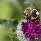 kleine Hummel