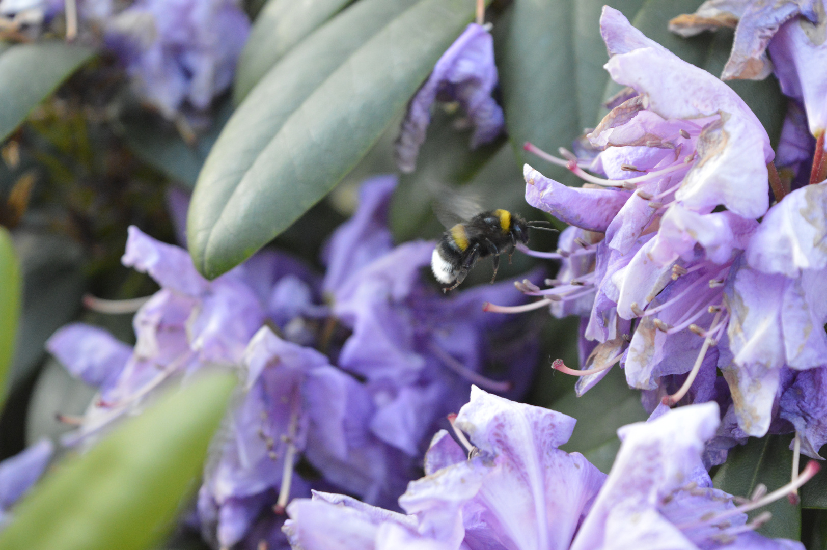 kleine Hummel bei der Spätschicht