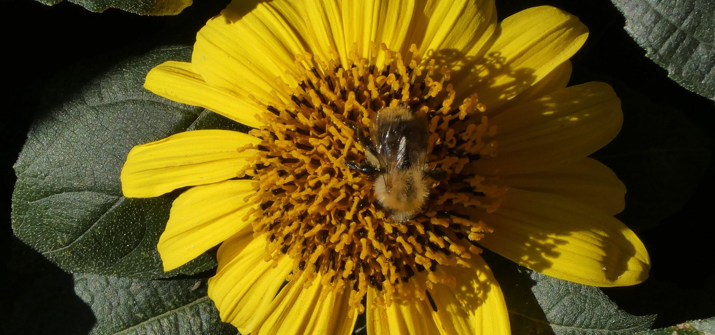 Kleine Hummel beim Frühstück