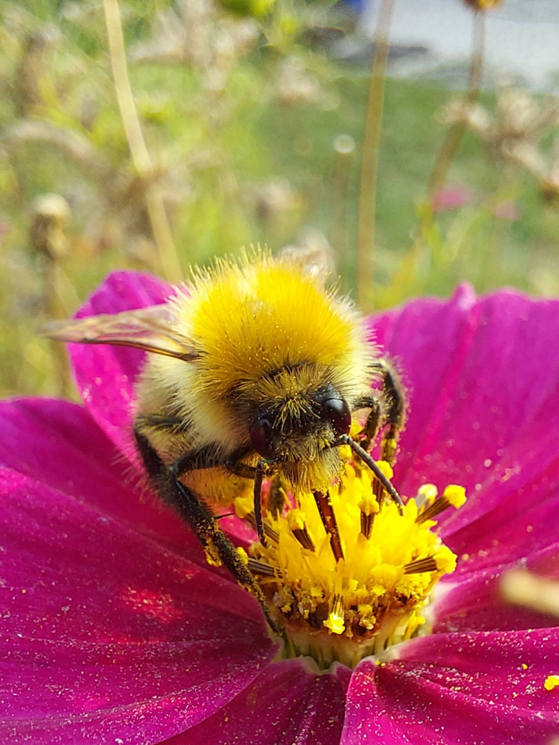 Kleine Hummel beim Naschen 