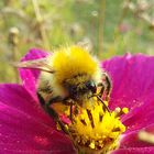 Kleine Hummel beim Naschen 