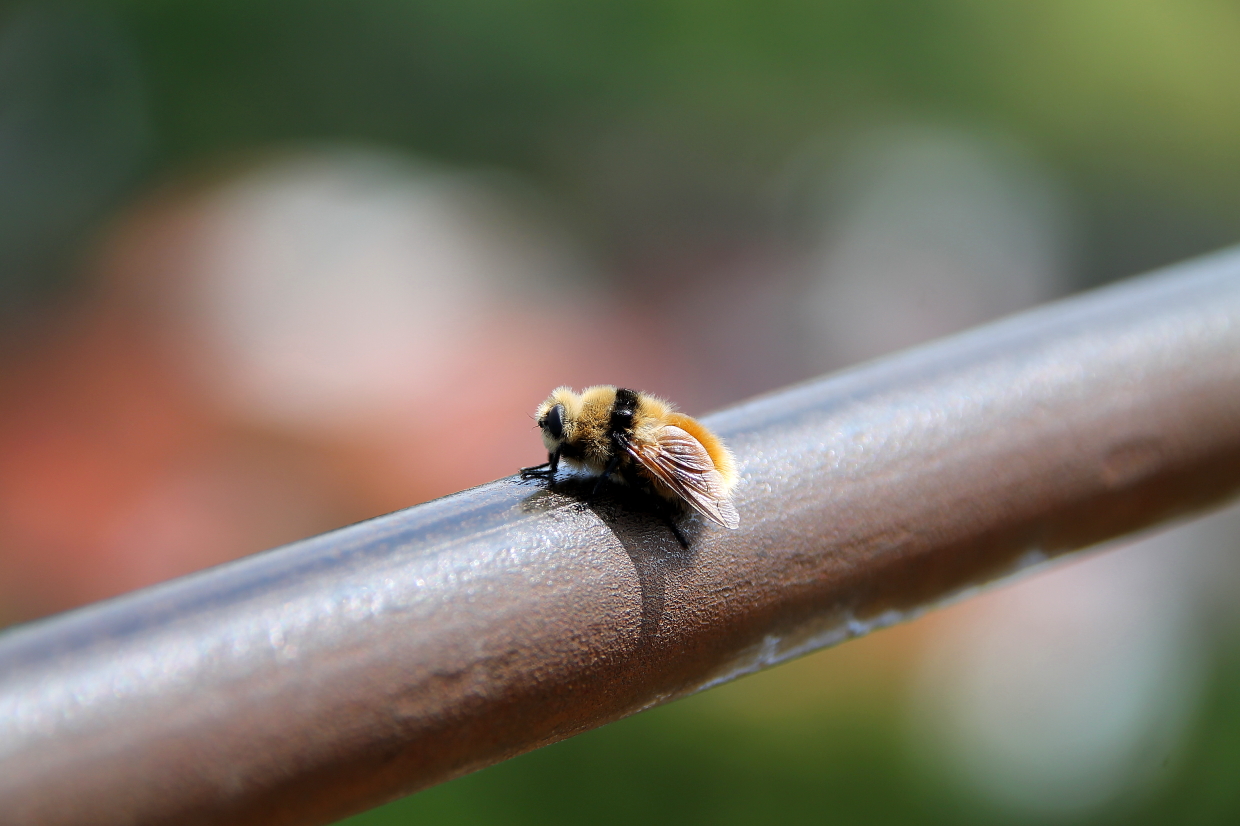 kleine Hummel beim Sonnenbad