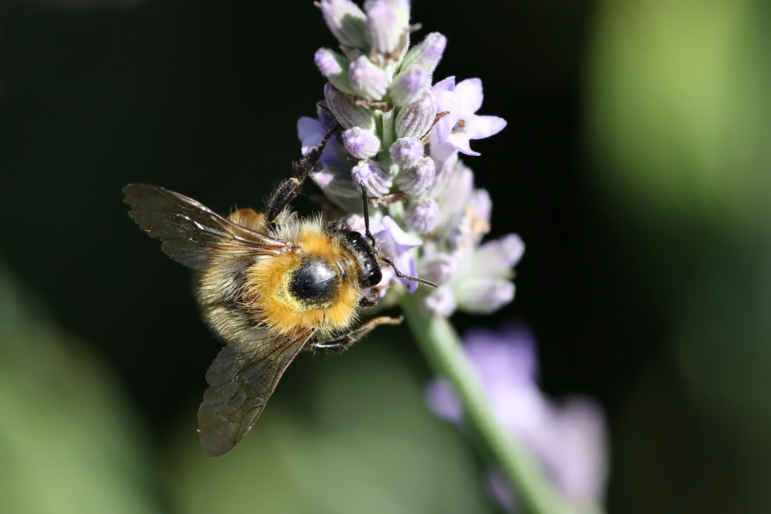 kleine Hummel