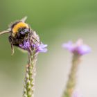 kleine Hummel