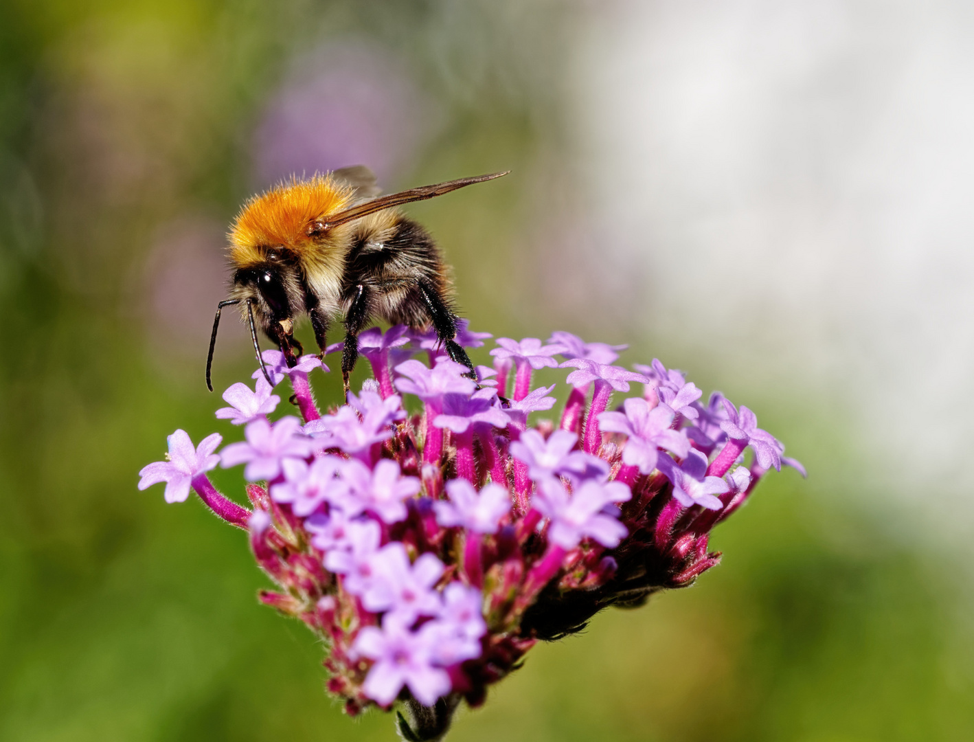 Kleine Hummel