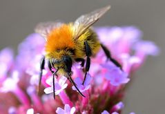 kleine hummel