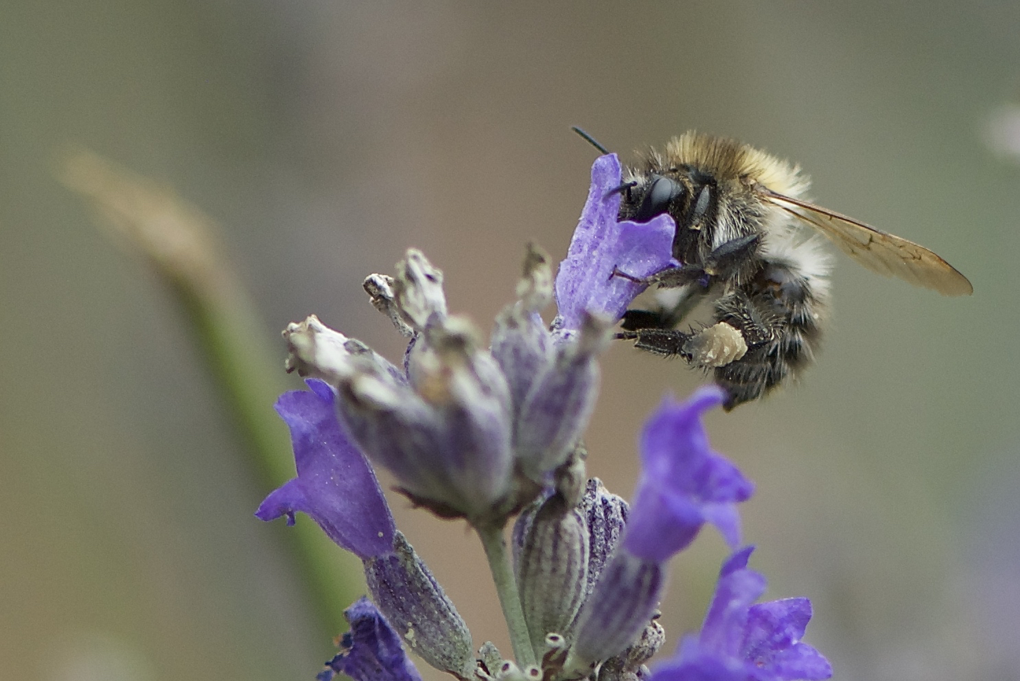 kleine Hummel