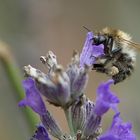 kleine Hummel