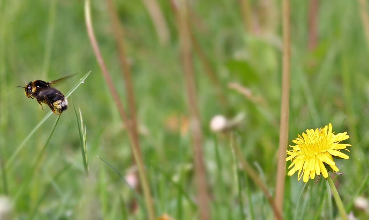 Kleine Hummel