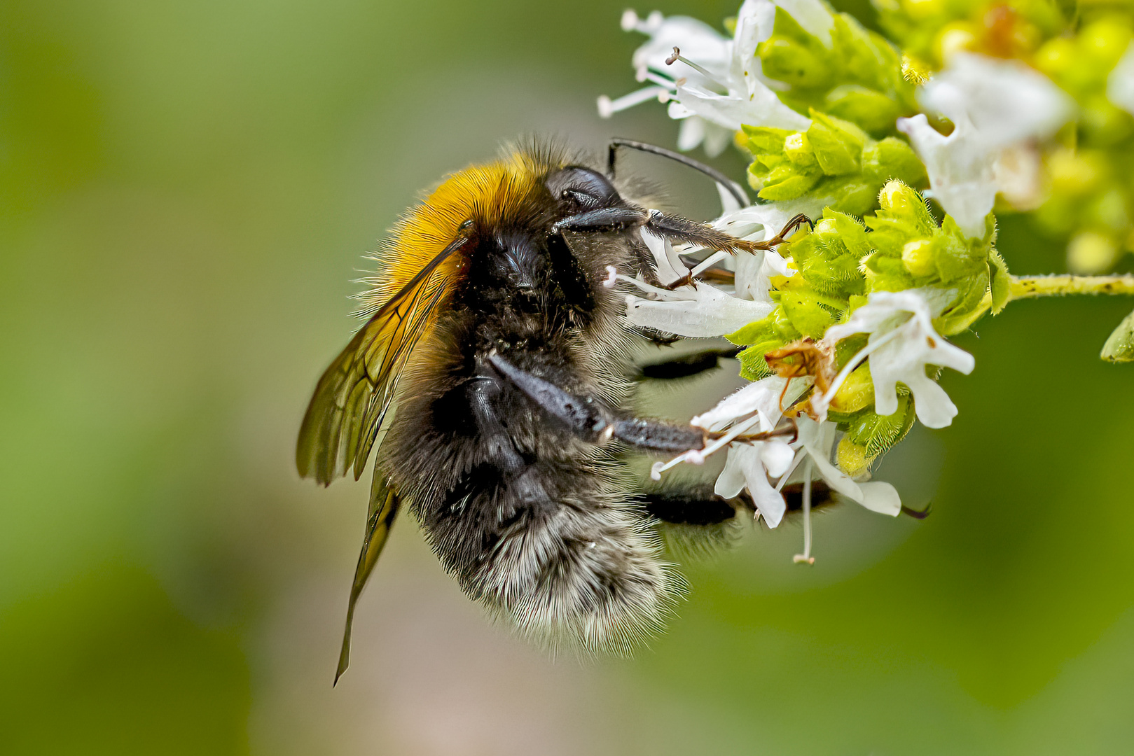 Kleine Hummel ganz groß.