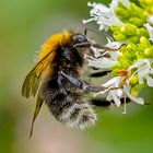 Kleine Hummel ganz groß.