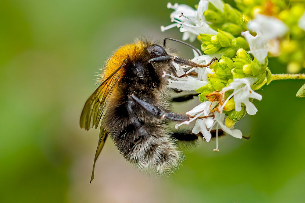 Kleine Hummel ganz groß.