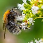 Kleine Hummel ganz groß.