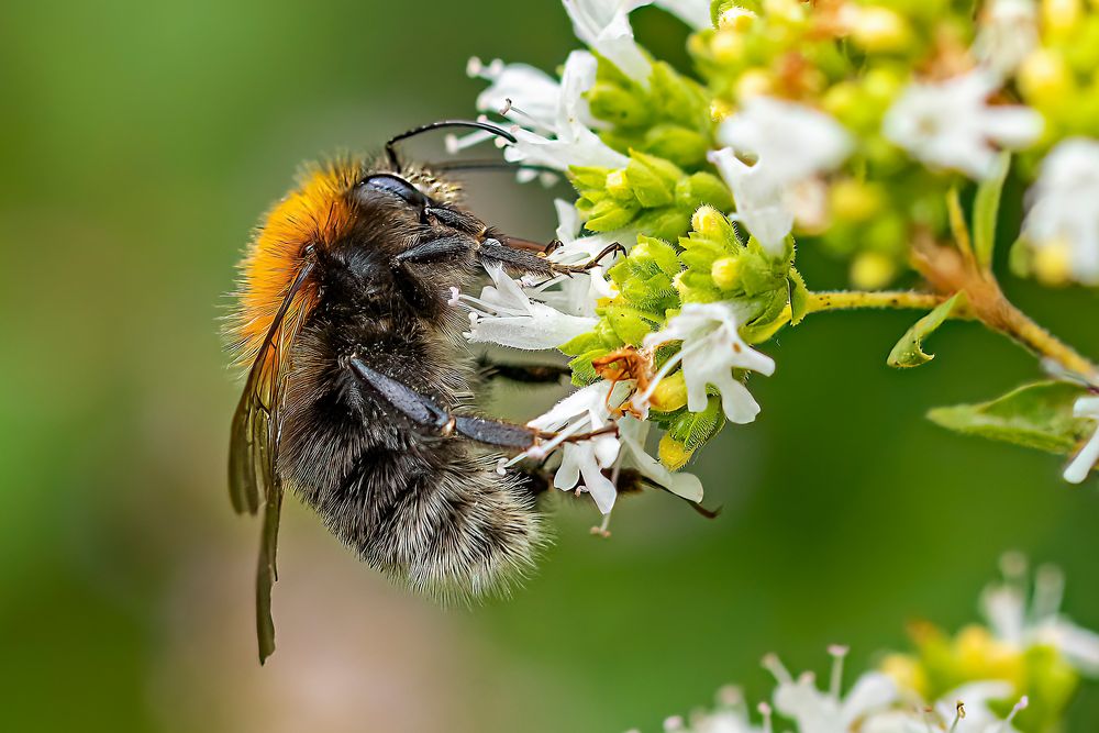 Kleine Hummel ganz groß.