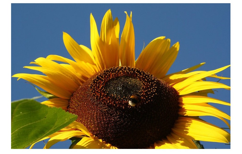 kleine hummel genießt die sonne