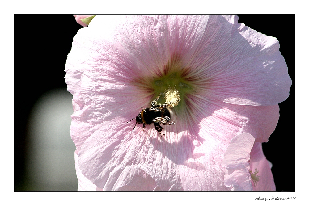 Kleine Hummel große Blüte