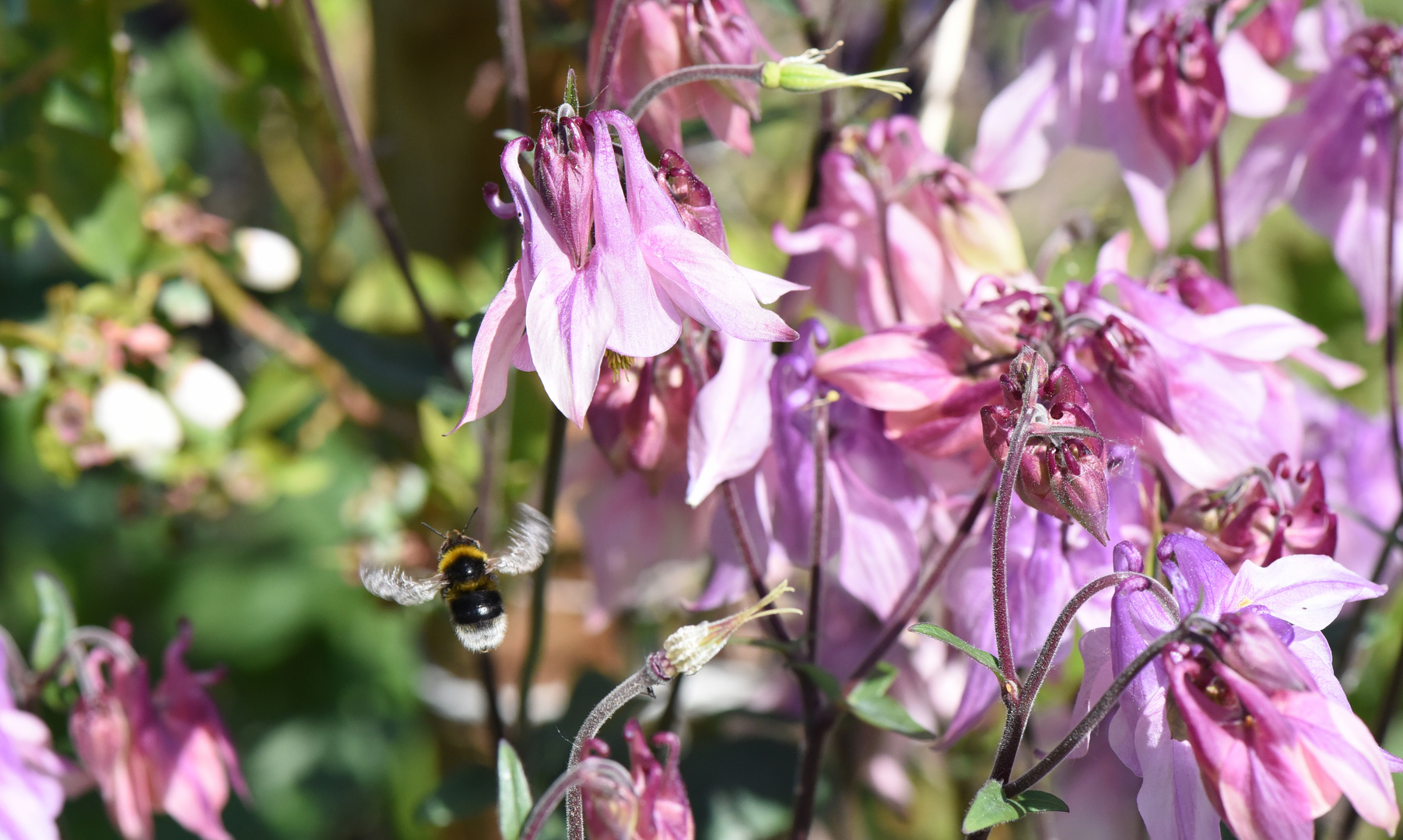 kleine Hummel in der  Akelei unterwegs