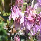 kleine Hummel in der  Akelei unterwegs