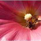 Kleine Hummel in einer Stockrosenblüte ,