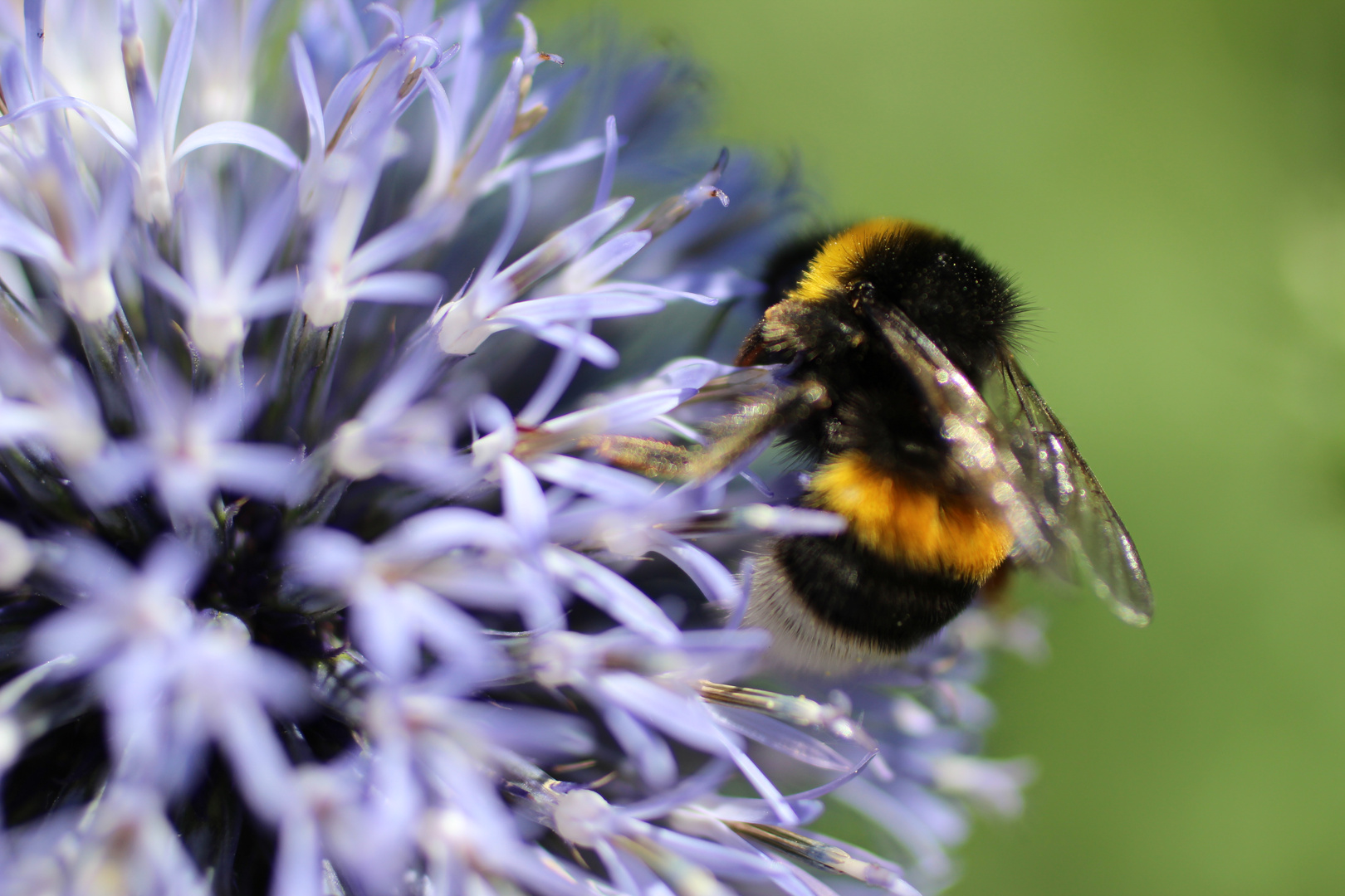 kleine Hummel nimmersatt