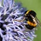 kleine Hummel nimmersatt