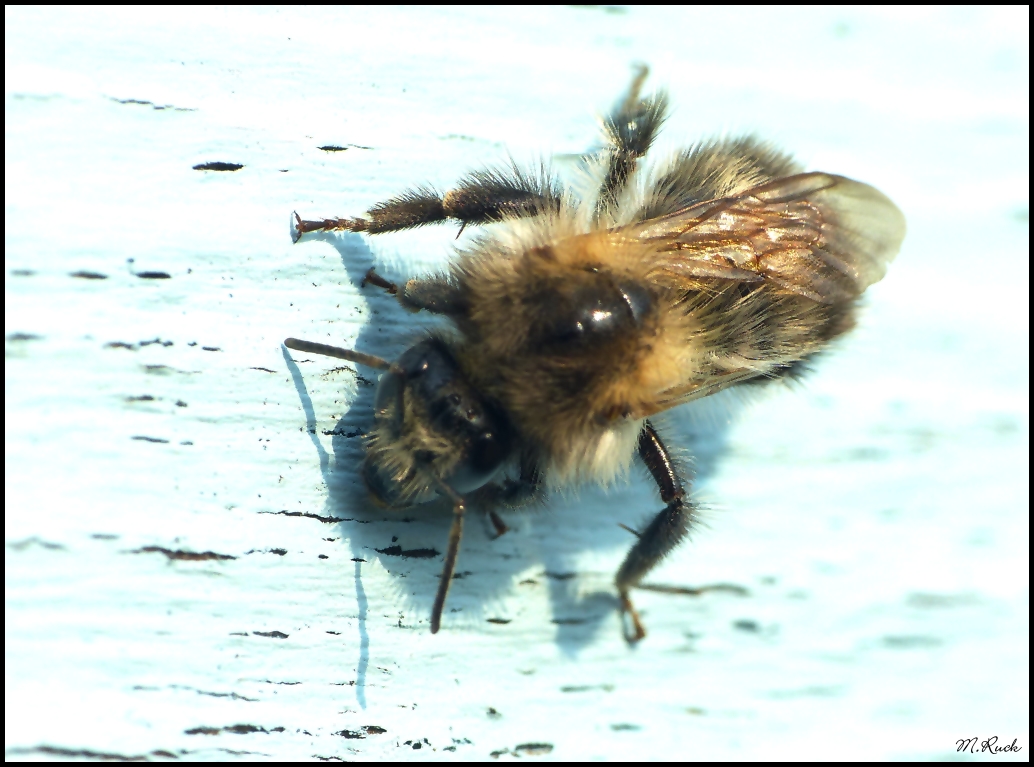 Kleine Hummel nimmt sich ein Sonnenbad ,