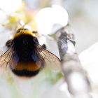 Kleine Hummel unterwegs in Kirschblüten