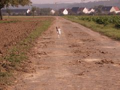 Kleine Hund ganz schnell