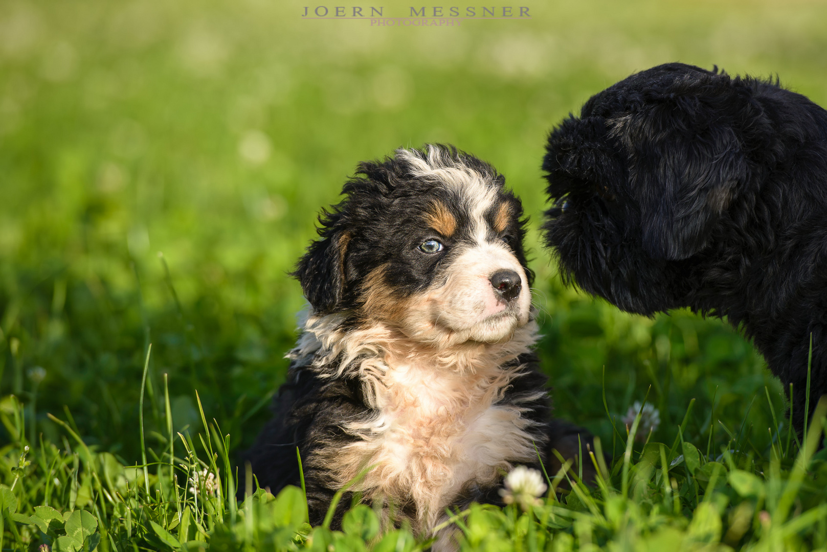 Kleine Hunde Bilder