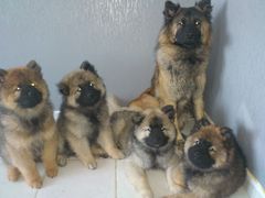 Kleine Hunde Familie <3