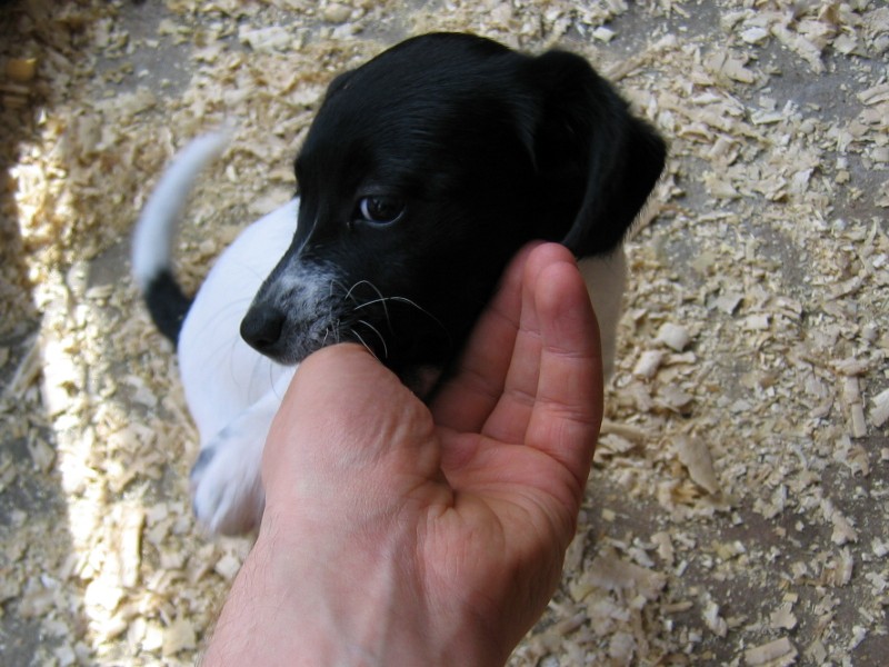 Kleine Hundedame