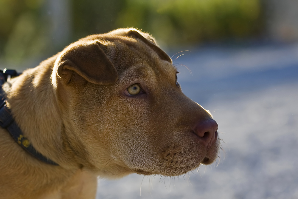 kleine Hundedame