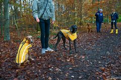 Kleine Hundeschule !