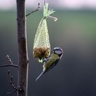 kleine hungrige Meise