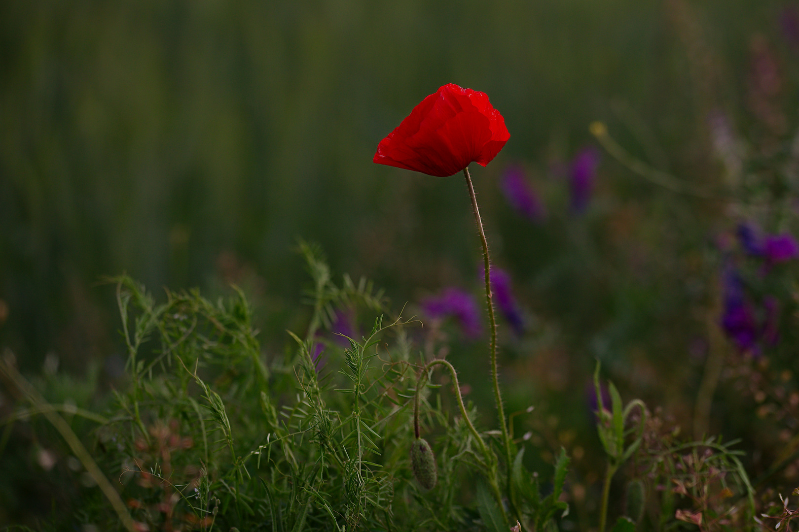 Kleine Idylle...