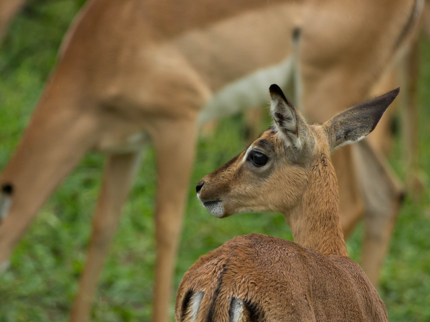 Kleine Impala-Antilope