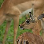 Kleine Impala-Antilope