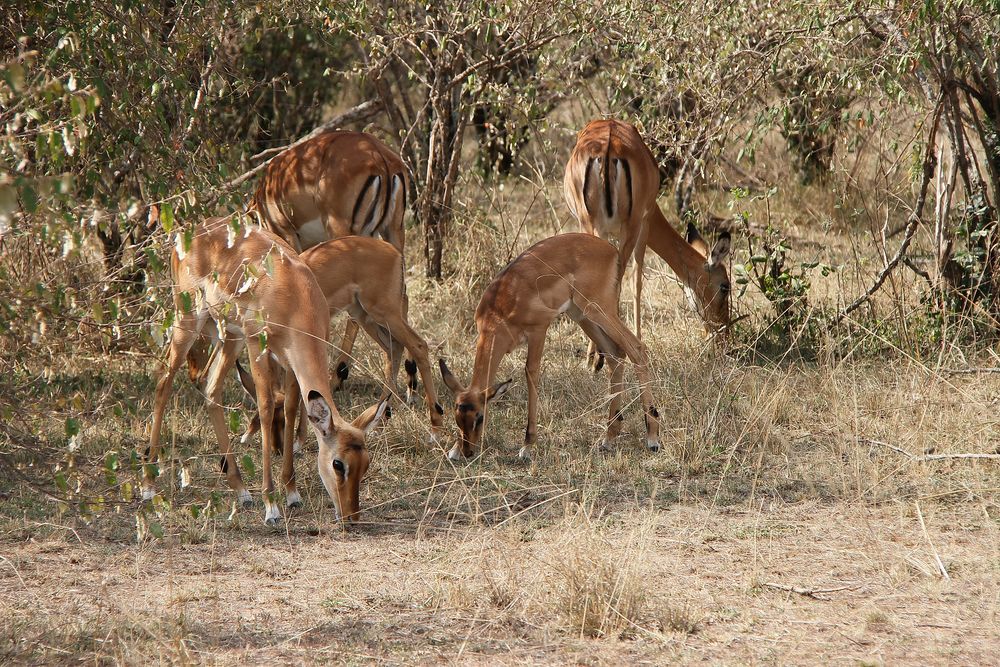 kleine Impala Herde