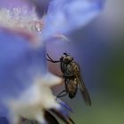 kleine Insekte auf Blauhimmelstern