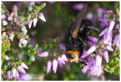 Kleine Insektenkunde:  Große Raupenfliege