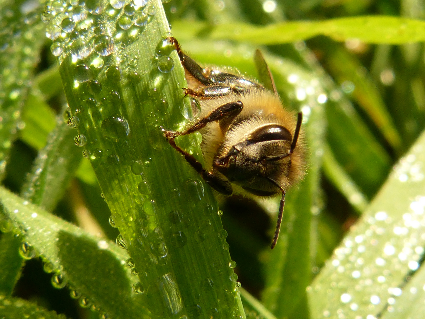 kleine Insektenschau