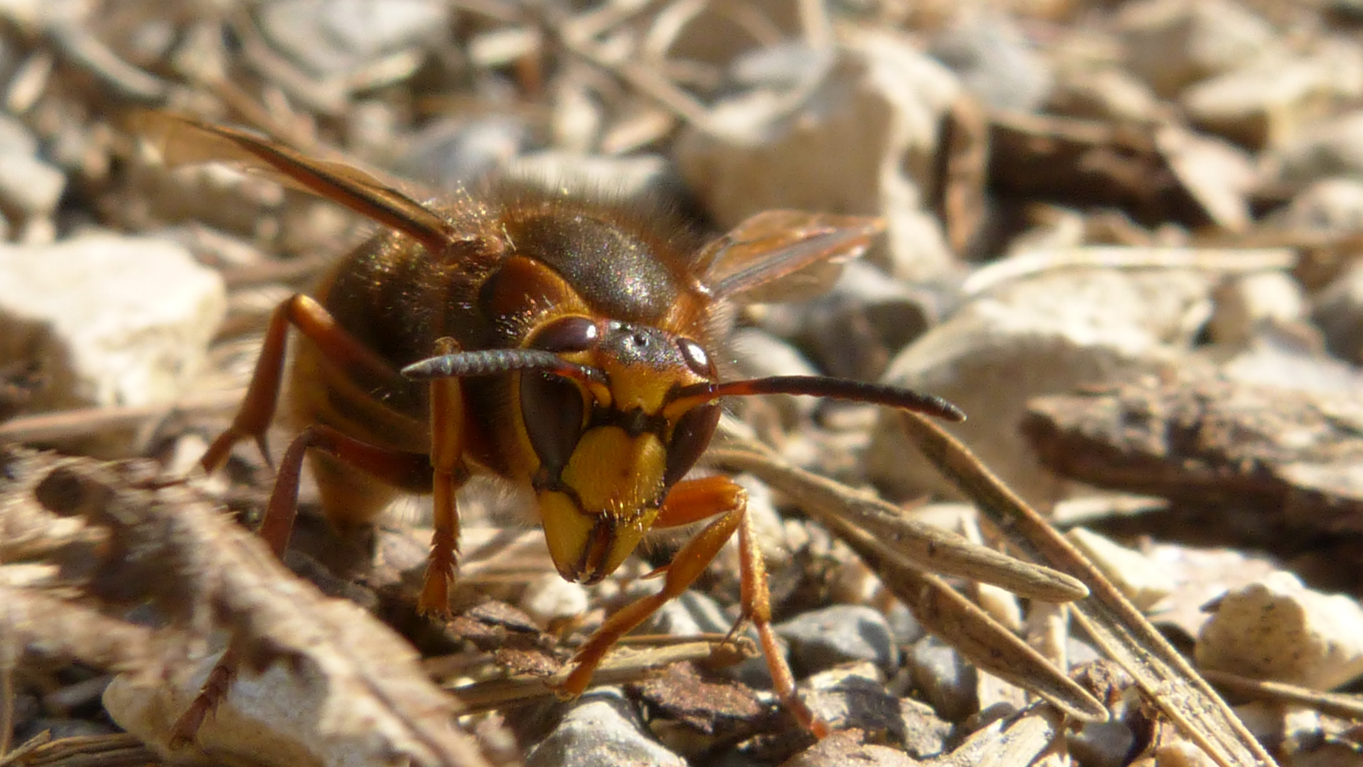 kleine Insektenschau